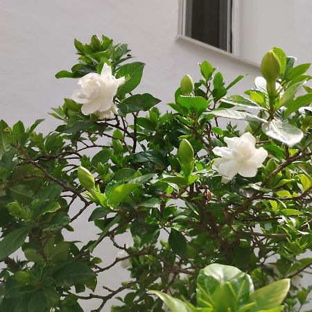 Η Ελπίδα Και Η Γιάννα Ξεκίνησαν Ένα Χώρο Cute Apartment Volos Exterior photo